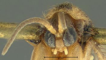 Media type: image;   Entomology 1185 Aspect: head frontal view